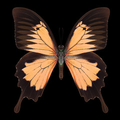 Pink emperor butterfly isolated on a black background