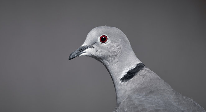 Close-up side view of a ring-necked dove (Streptopelia decaocto) isolated on a grey background