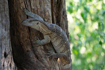 African lizard set on a tree