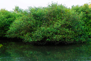 Mangrove trees on the swamp near the salt lake in kerala , india