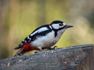 Buntspecht bei der Futtersuche, Picoides major