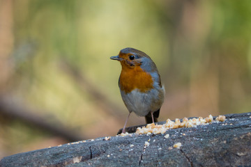 Nahaufnahme eins Rotkehlchens bei der Futtersuche auf einem Baumstamm, Erithacus rubecula