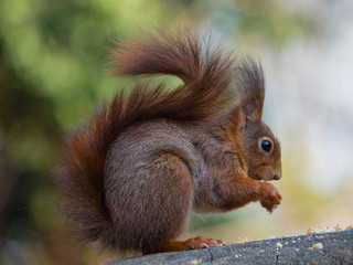 Eurasisches Eichh&ouml;rnchen im Rombergpark, Dortmund,
Sciurus