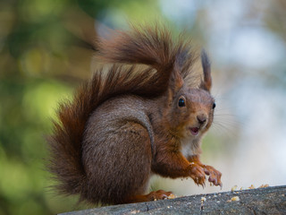 Nahaufnahme eines euraischen Eichhörnchens mit Blick in die Kamera, Sciurus vulgaris