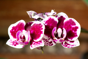 Pink Orchid