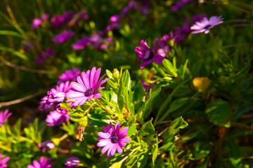 Jardín lleno de flores en primavera a pleno sol