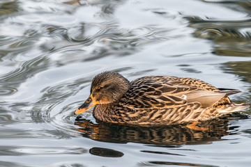 duck in the water