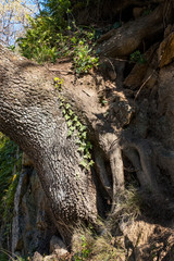 Fototapeta na wymiar Roots and trunk of an ancient oak tree