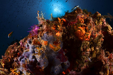 Fototapeta na wymiar Ambiente subacqueo