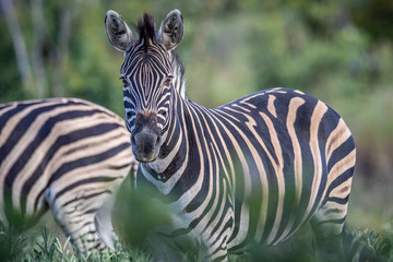 Fototapeta na wymiar Zebra starring at the camera in the bush.