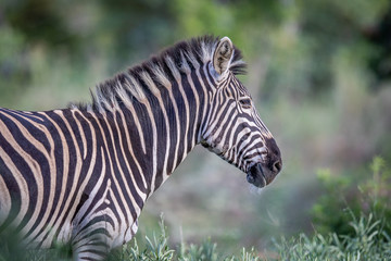 Fototapeta premium Side profile of a Zebra in the bush.