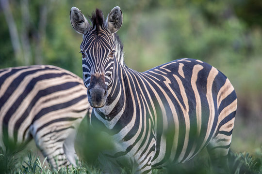Zebra starring at the camera in the bush.