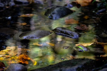 Autumn leaves in lake