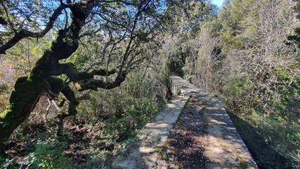 wooden bridge in the forest