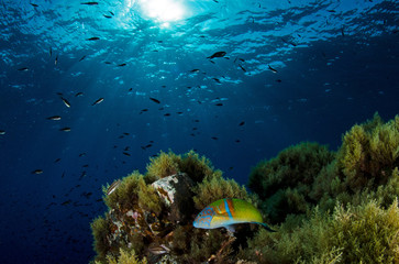 Fototapeta na wymiar Ambiente subacqueo pesce