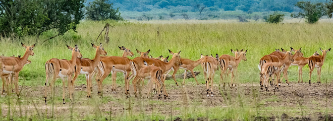 giraffe in the grass