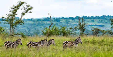 zebras