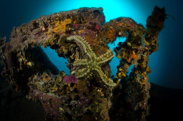 Ambiente subacqueo stella marina © giorgiocavallaro