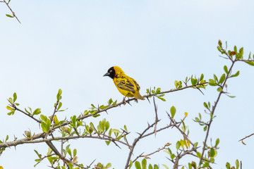 southern masked weaver ploceus velatus