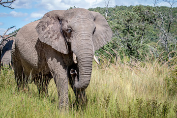 African elephant standing in the grass.