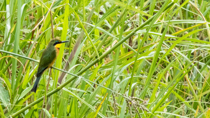 blue breasted bee eater
