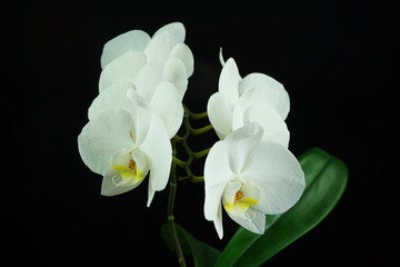 White orchid flowers in a black background. View from the side, tropical flower. Phalaenopsis close up.