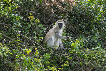 silver monkey Rwanda 