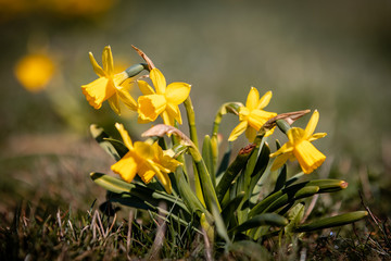 daffodil in spring