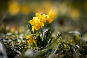 daffodil in spring
