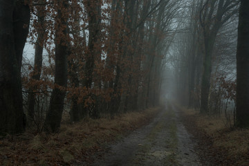 road in the forest on a frosty morning