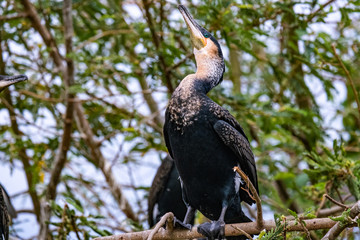 cormoran 