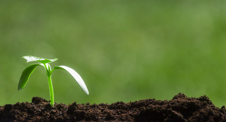Seedling are growing from soil, ecology concept