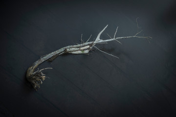 Dead wood in a little river.