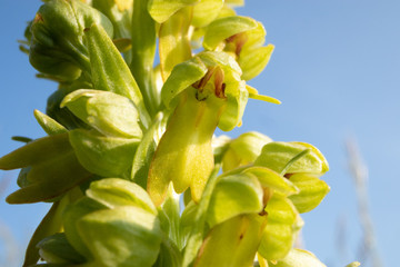 Dactylorhiza viridis, Coeloglossum viride, a wild orchid