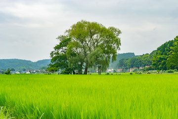 遊行柳