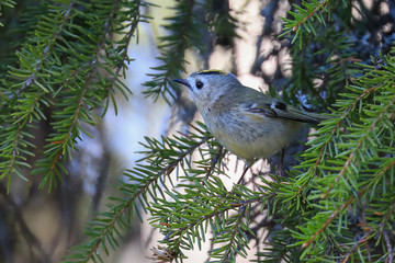 Goldcrest