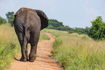elephant rwanda 