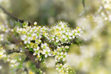 apple blossoms on fruit trees in spring