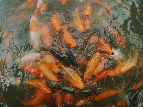 fish in a pond © Firmansyah