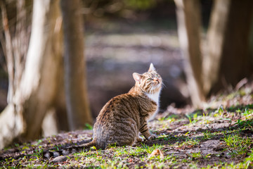Tabby cat in the park looked up at birds flying up