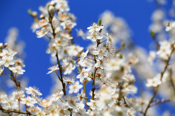 apple blossoms on fruit trees in spring