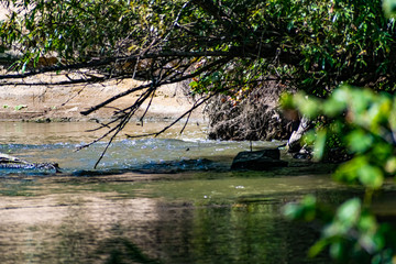 A flowing river with fresh water over which hang large trees with green leaves, pass the sun's rays, and around a lot of plants, grass and flowers that create shadows