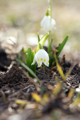 Snowdrops in the garden on a sunny spring day