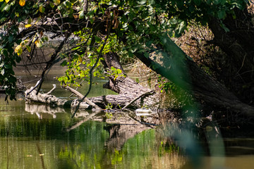 A flowing river with fresh water over which hang large trees with green leaves, pass the sun's rays, and around a lot of plants, grass and flowers that create shadows
