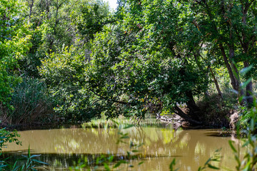 A flowing river with fresh water over which hang large trees with green leaves, pass the sun's rays, and around a lot of plants, grass and flowers that create shadows