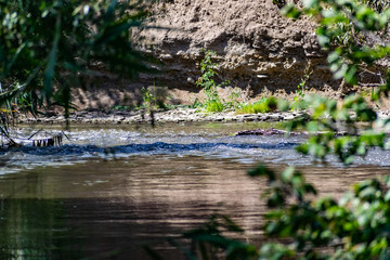 A flowing river with fresh water over which hang large trees with green leaves, pass the sun's rays, and around a lot of plants, grass and flowers that create shadows