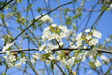 blooming cherry tree