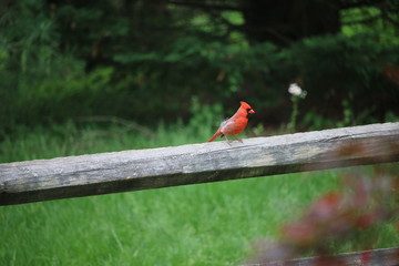 red bird on a branch