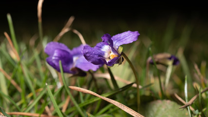 
Beautiful violet in the background of a young spring lawn