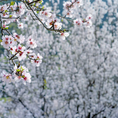 Branch with white almond flowers over blossoming  almond trees in background with copy space, square format